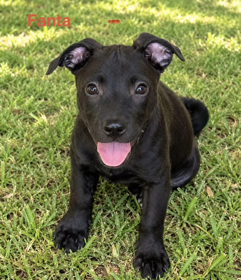 A baby medium-sized female Black Hound dog named Fanta for adoption in Toms River, NJ