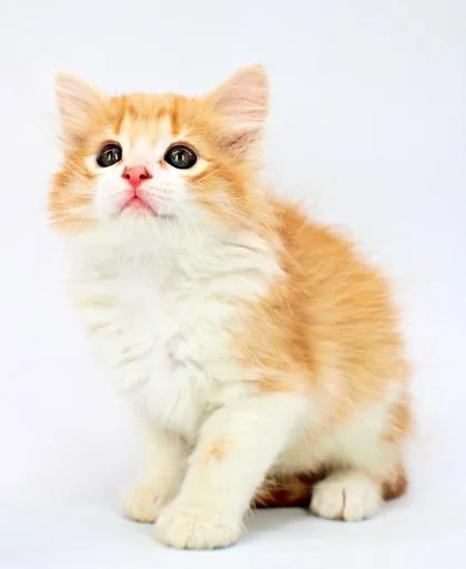 A baby small-sized male Domestic Short Hair cat named Provolone for adoption in Morton Grove, IL