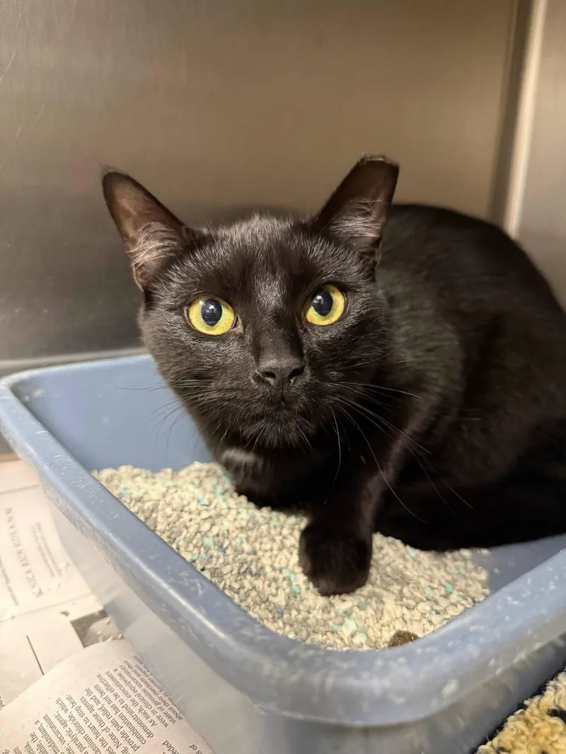 A young medium-sized male Black Domestic Short Hair cat named Cedar for adoption in Exeter, RI