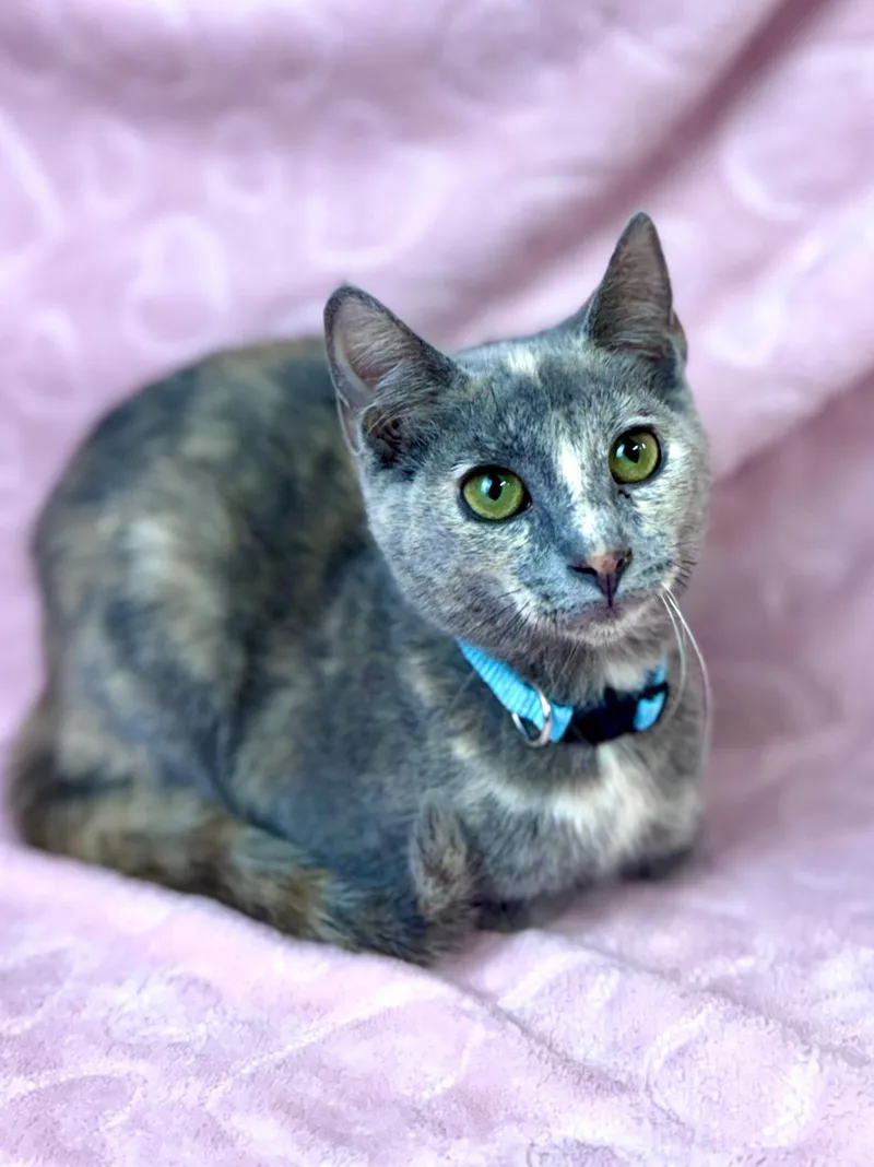 Buttercup thumbnail 2