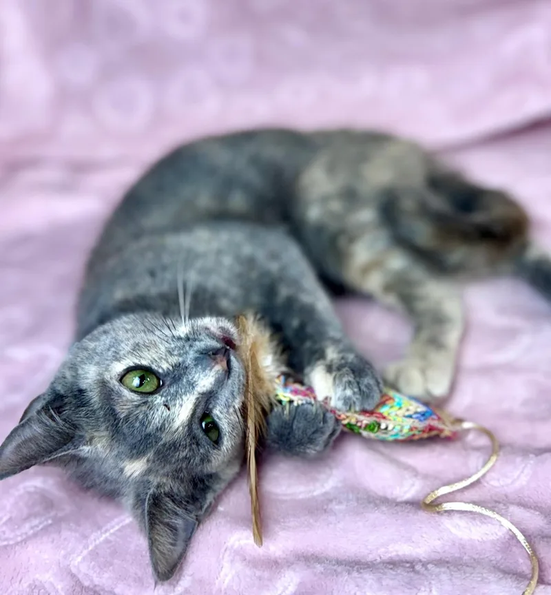 Buttercup thumbnail 3