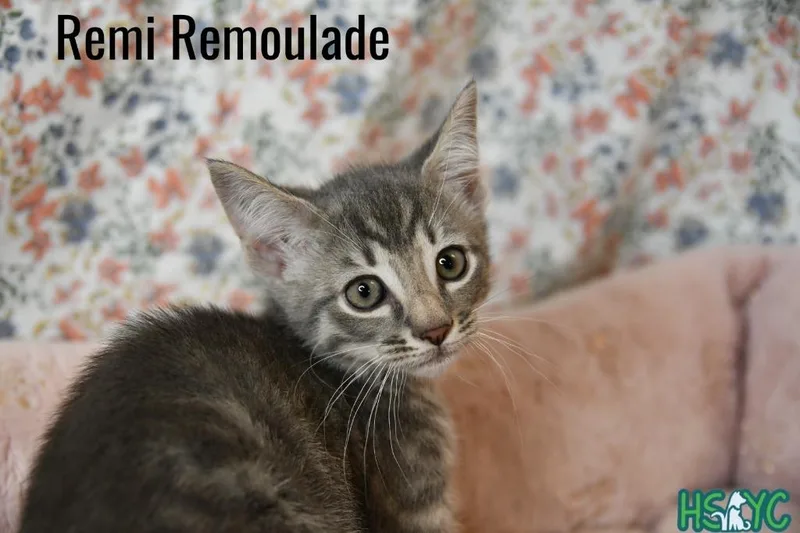 Remi Remoulade