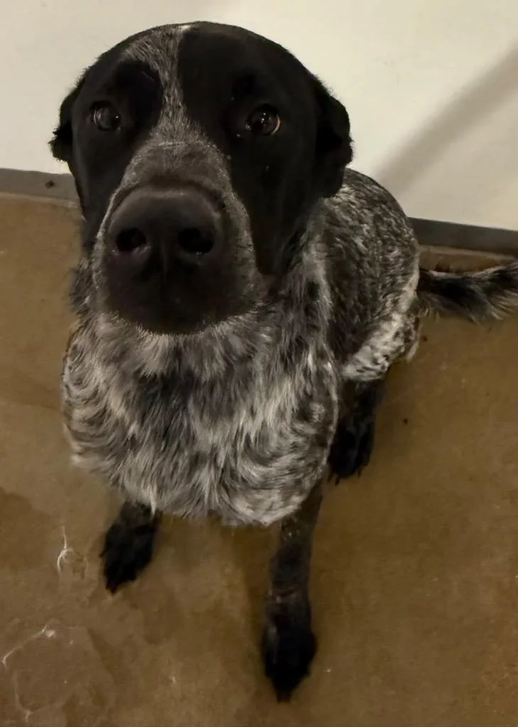 A young large-sized male Australian Cattle Dog / Blue Heeler dog named Castiel for adoption in Belton, TX