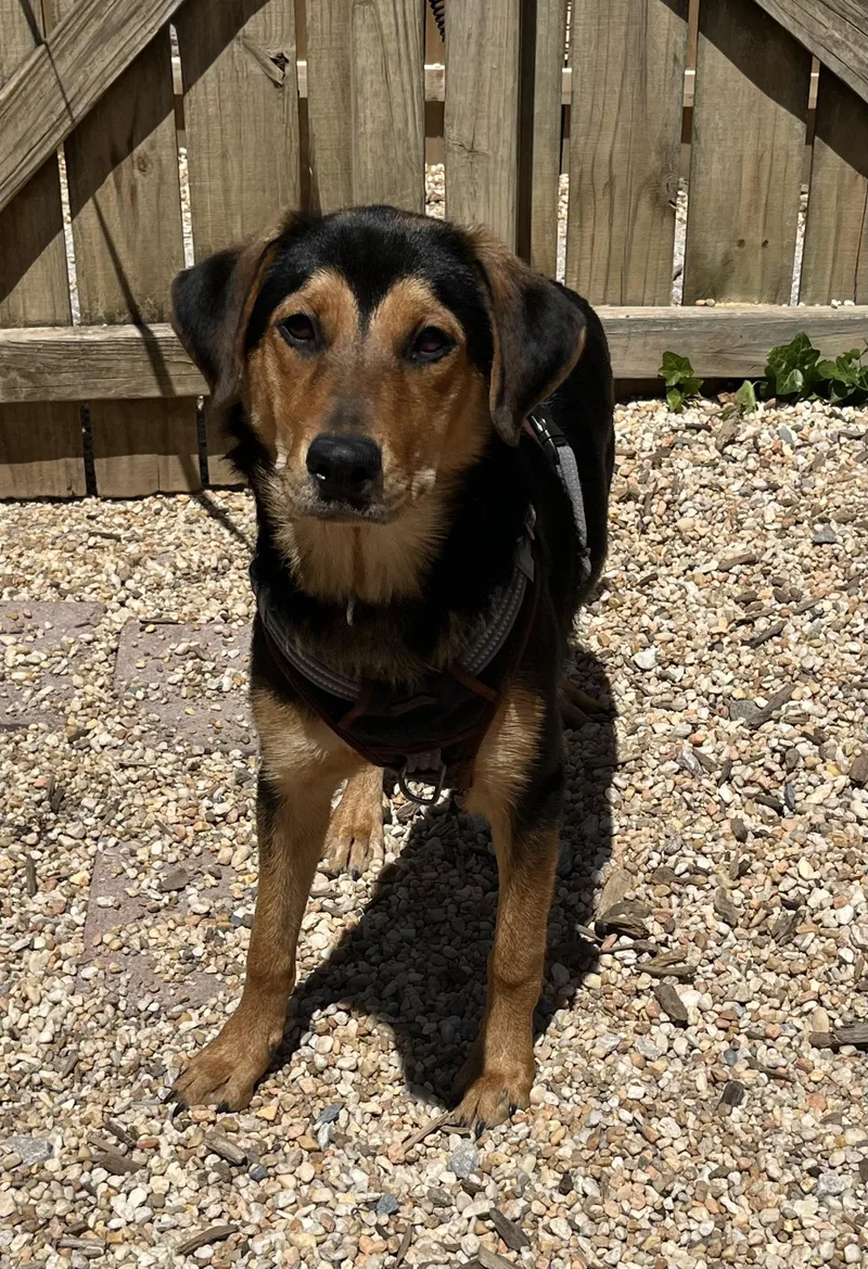 A young medium-sized female Bicolor Hound dog named Jewels for adoption in Ellicott City, MD