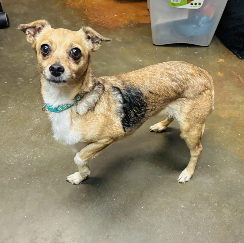 An adult small-sized female Chihuahua dog named Chiquita for adoption in Council Bluffs, IA