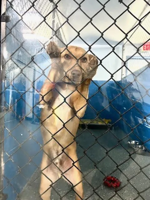 An adult medium-sized male Brown / Chocolate Shepherd dog named Pete for adoption in Muskegon, MI