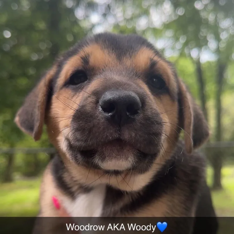 Woodrow