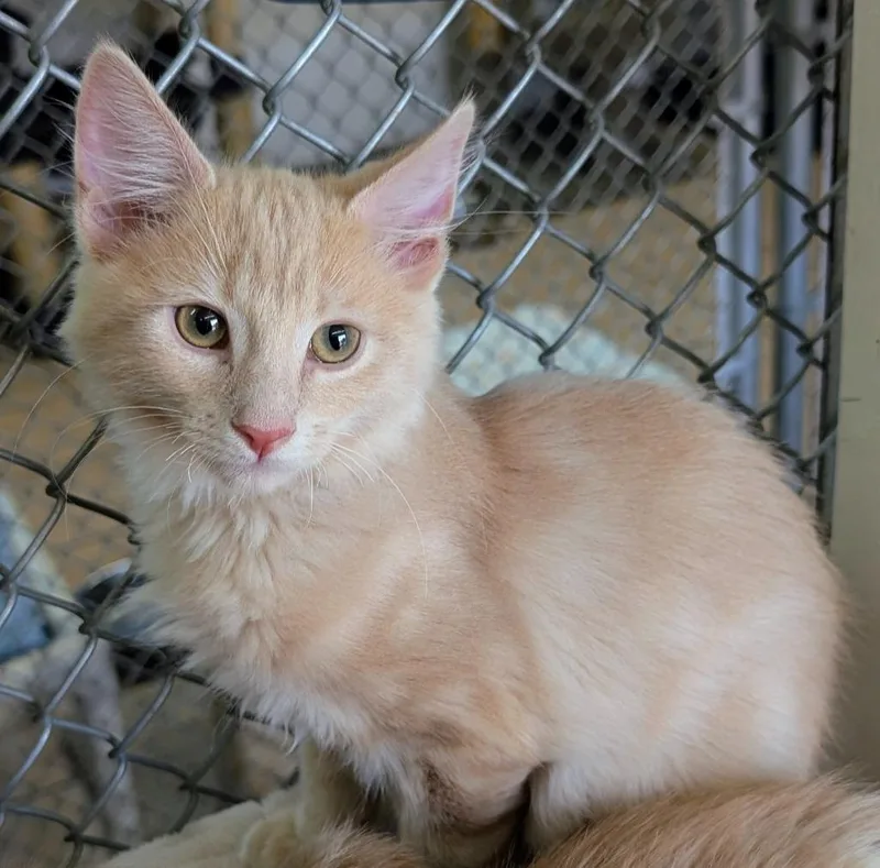 A baby medium-sized male Domestic Short Hair cat named Luno for adoption in Peoria, AZ