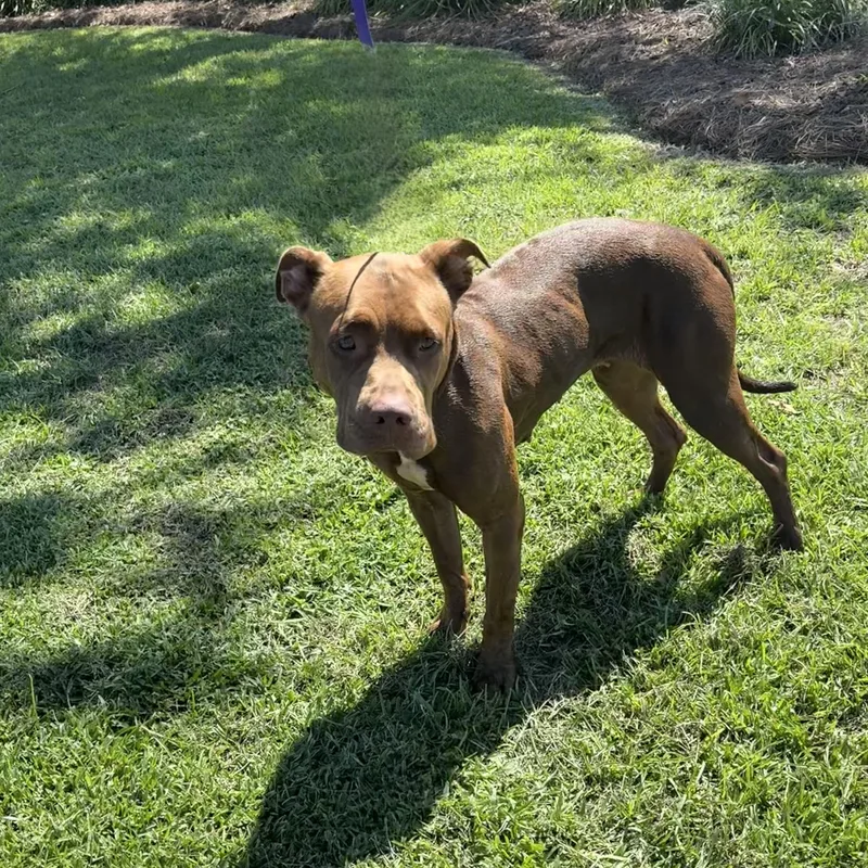 A young medium-sized female Brown / Chocolate Pit Bull Terrier dog named Chili for adoption in Valdosta, GA