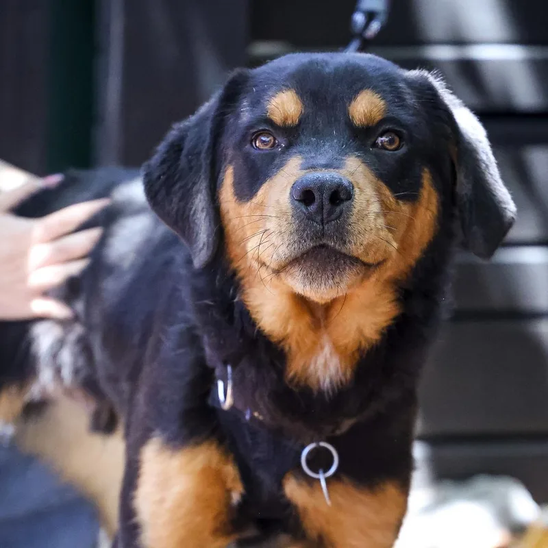 A young medium-sized male Brown / Chocolate Rottweiler dog named Bronco for adoption in Washington, DC