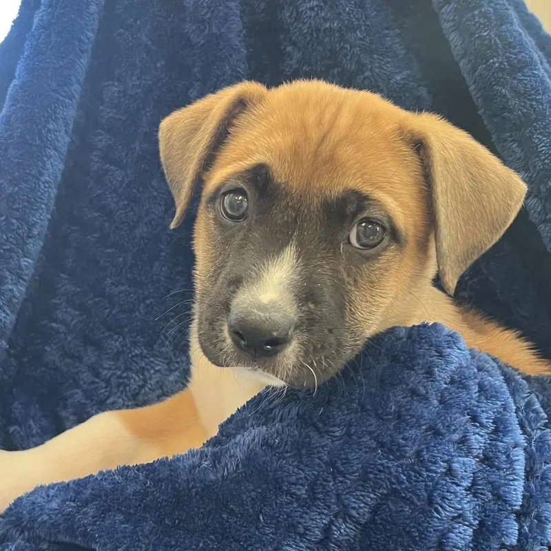 A baby medium-sized male Brown / Chocolate Boxer dog named Owen for adoption in Kanab, UT