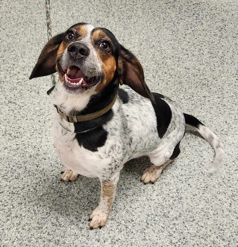 An adult medium-sized male Tricolor (Brown, Black, & White) Beagle dog named Cerberus for adoption in Manassas, VA