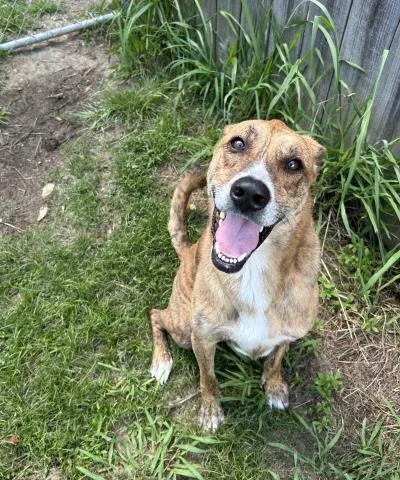 An adult large-sized male Mixed Breed dog named Jack for adoption in Pensacola, FL
