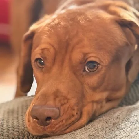 Nosy Mosby thumbnail 3