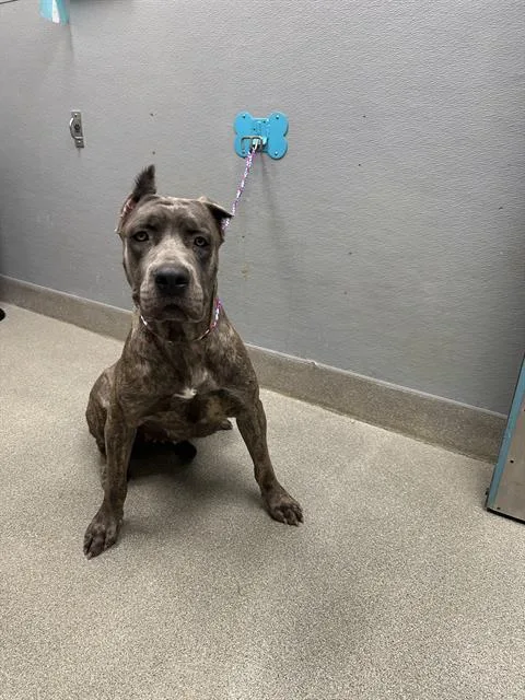 A young large-sized female Cane Corso dog named Elena for adoption in Las Vegas, NV