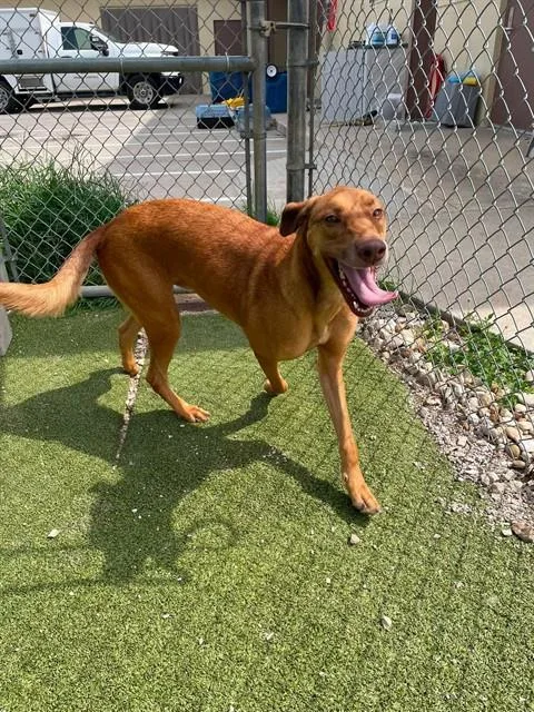 An adult large-sized male Doberman Pinscher dog named Rocky for adoption in Pasadena, TX