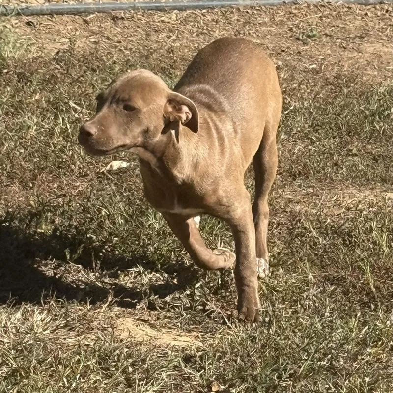 A baby medium-sized female Red / Chestnut / Orange Pit Bull Terrier dog named Heidi for adoption in Holly Springs, MS