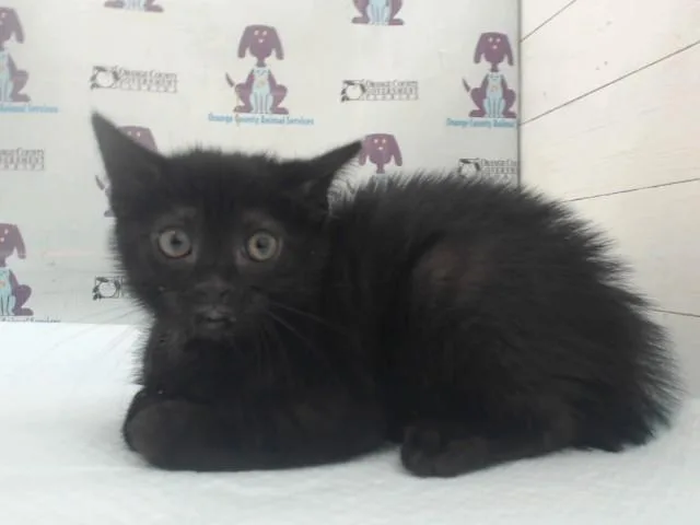 A baby small-sized male Domestic Short Hair cat named Percy for adoption in Orlando, FL