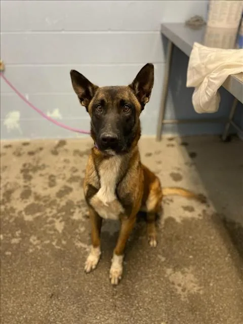 An adult large-sized male Belgian Shepherd / Malinois dog named Boss for adoption in Woodland, CA