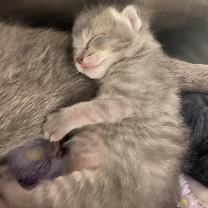 A baby small-sized male Gray / Blue / Silver Domestic Short Hair cat named River for adoption in Elizabeth City, NC