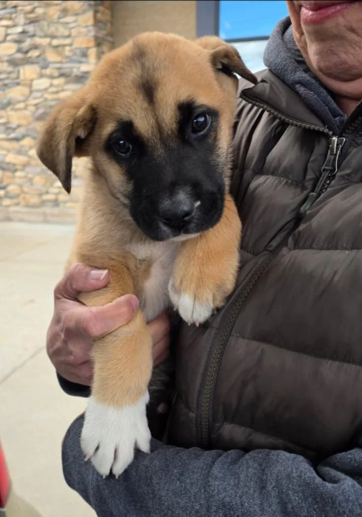 A baby medium-sized male Shepherd dog named Ramsey for adoption in Thompson Falls, MT
