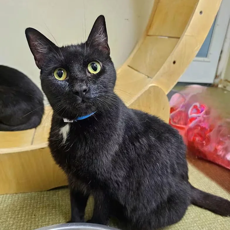 An adult large-sized male Black Domestic Short Hair cat named Flip for adoption in Milledgeville, GA
