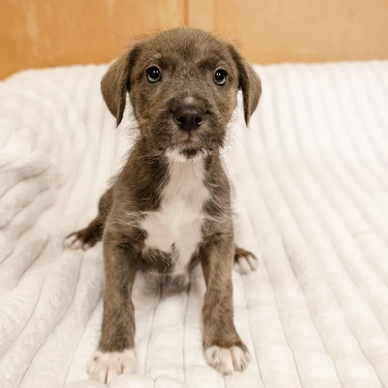 A baby medium-sized male Labrador Retriever dog named Bissell for adoption in Valparaiso, IN