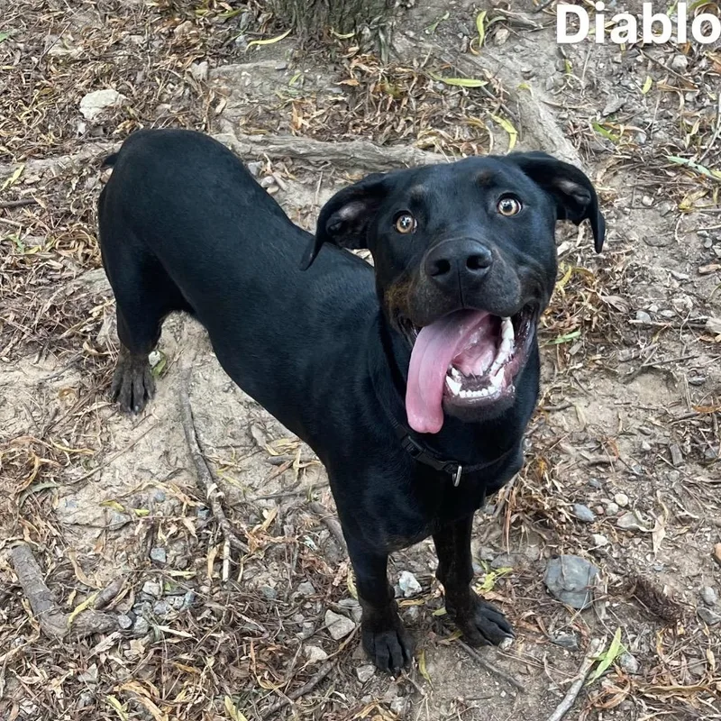 Diablo thumbnail 2