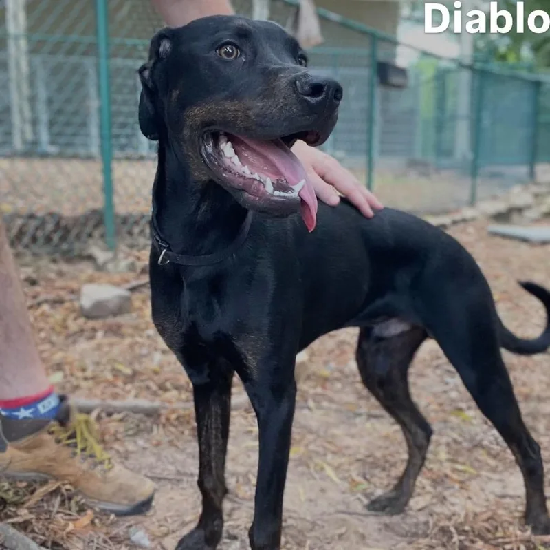Diablo thumbnail 3