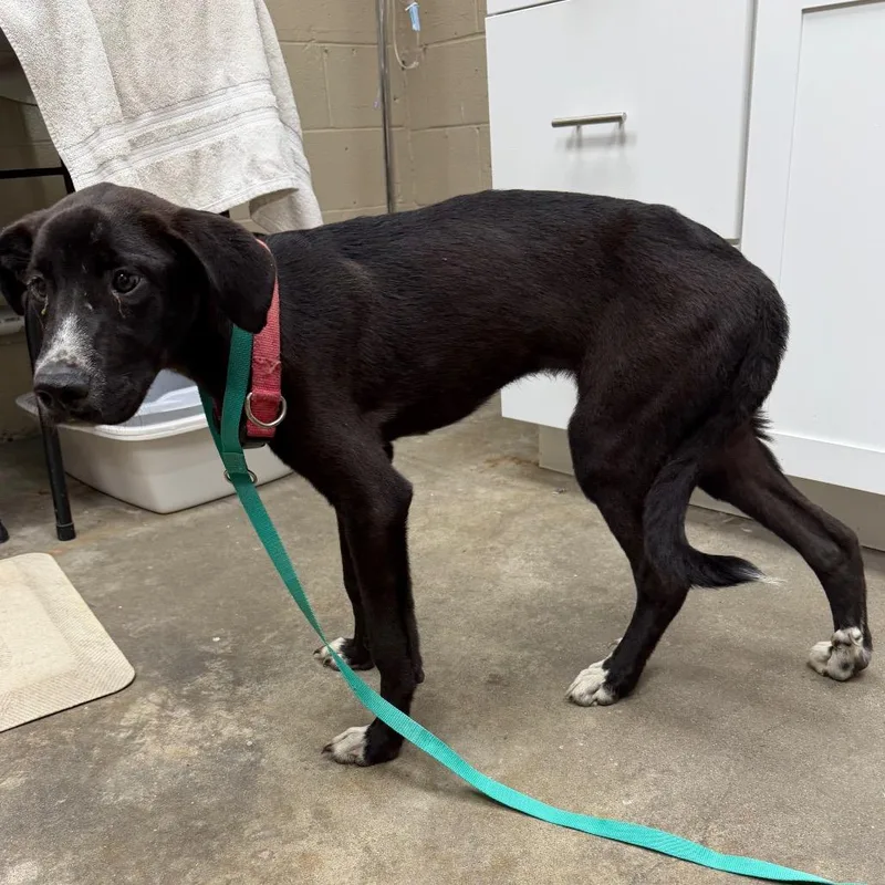 A young medium-sized male Black Labrador Retriever dog named Ceasar for adoption in Madisonville, KY