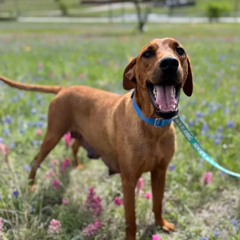 An adult small-sized female Red / Chestnut / Orange Labrador Retriever dog named Lennie for adoption in Tacoma, WA