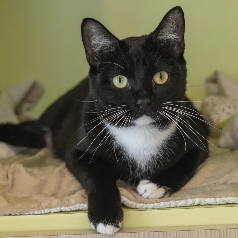 A young medium-sized male Black & White / Tuxedo Domestic Short Hair cat named Casper for adoption in Pontiac, MI