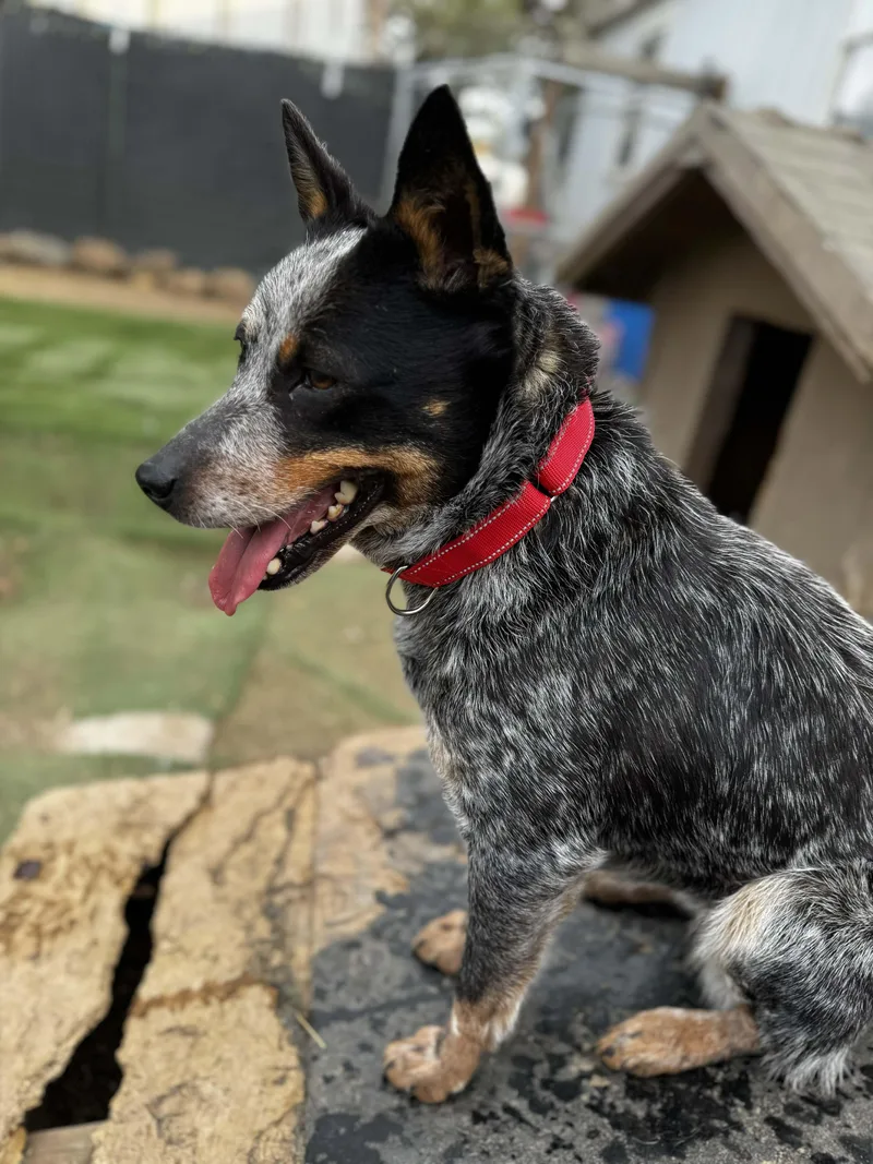 An adult medium-sized female Merle (Blue) Australian Cattle Dog / Blue Heeler dog named Annie for adoption in Bend, OR