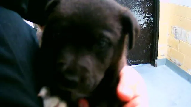 A baby small-sized female Pit Bull Terrier dog named Aspen for adoption in Tulsa, OK
