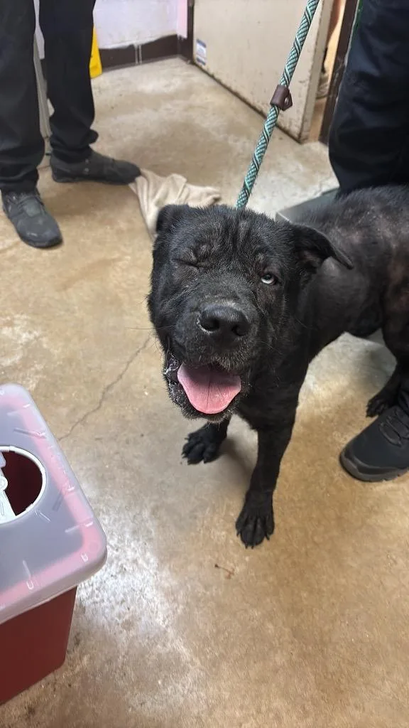 A young medium-sized male Chow Chow dog named Football for adoption in New Braunfels, TX
