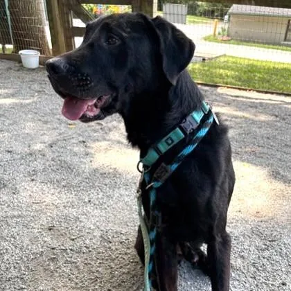 A young large-sized male Black Labrador Retriever dog named Dozer for adoption in Phoenixville, PA