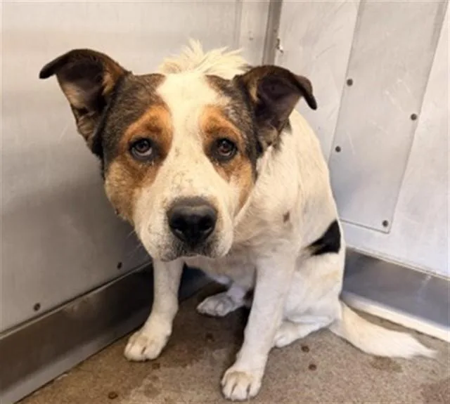 An adult large-sized male German Shepherd Dog dog named Hal for adoption in San Bernardino, CA