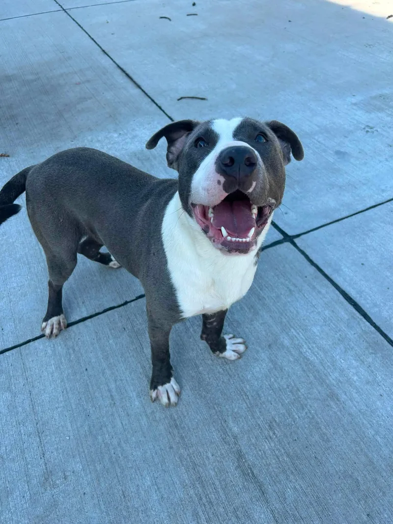 A young medium-sized male Gray / Blue / Silver Pit Bull Terrier dog named Marv for adoption in Lincoln Park, MI