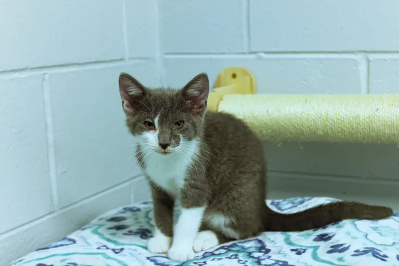 A baby medium-sized male Gray / Blue / Silver American Shorthair cat named Hank for adoption in Urbana, OH