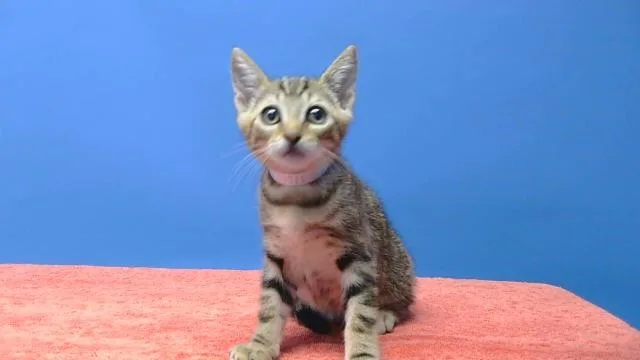 A baby medium-sized female Domestic Short Hair cat named Connie for adoption in Gardena, CA