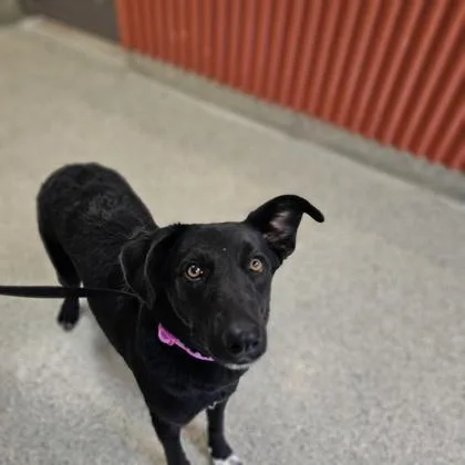 An adult medium-sized female Labrador Retriever dog named Niagara for adoption in Kansas City, MO
