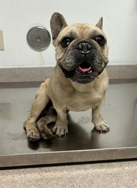 An adult medium-sized male Black French Bulldog dog named Flanders URGENT for adoption in Thousand Oaks, CA