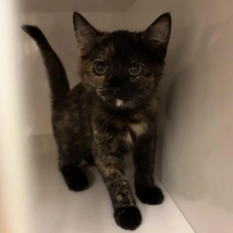 A baby small-sized female Tortoiseshell Domestic Short Hair cat named Bell for adoption in Redwood City, CA