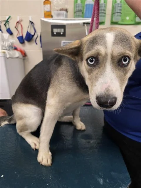 An adult large-sized female Foxhound dog named Gaia for adoption in Mobile, AL