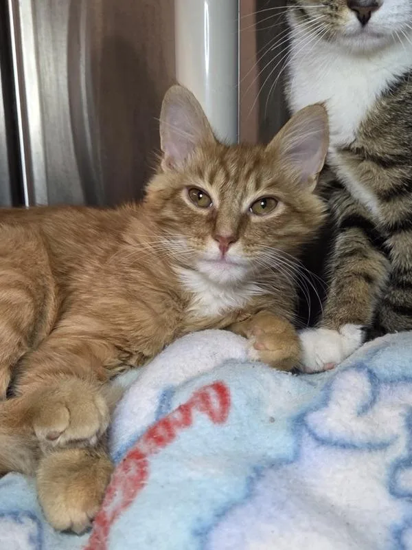 A young small-sized male Domestic Medium Hair cat named Monitor for adoption in Millersville, MD