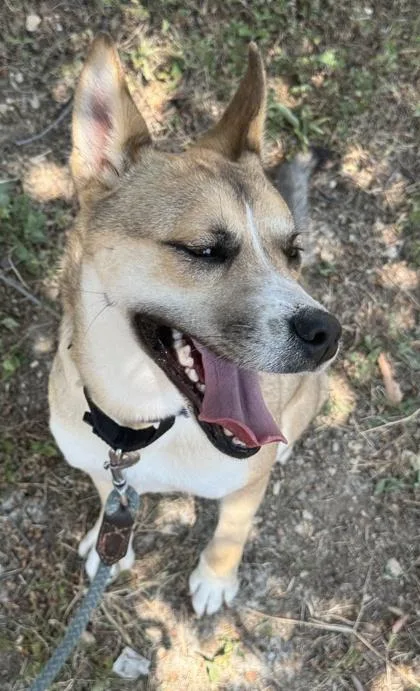 Maple thumbnail 3
