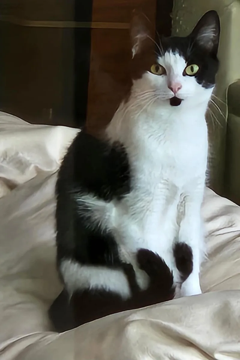 Pistachio $ thumbnail 2