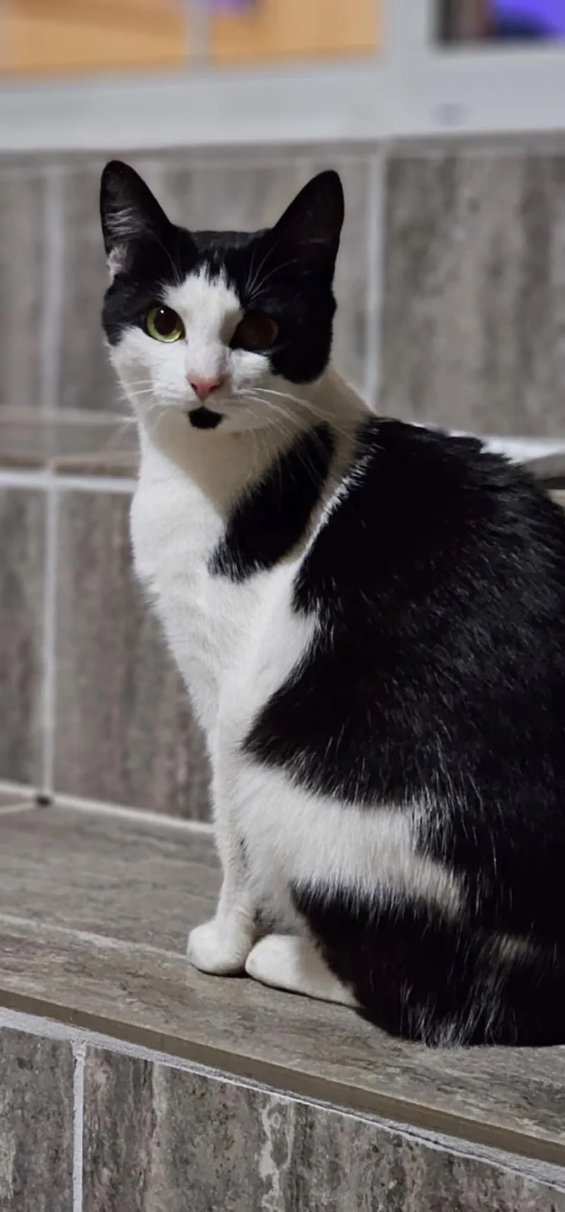 Pistachio $ thumbnail 4