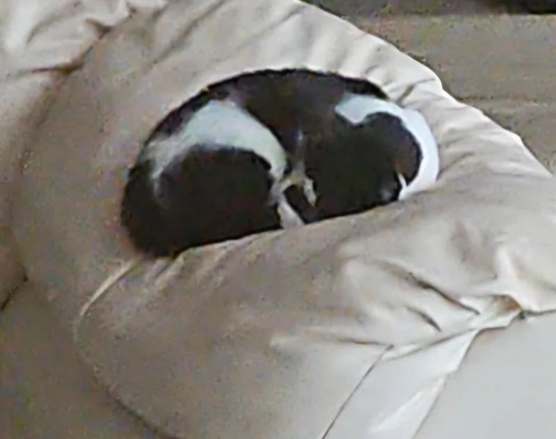 Pistachio $ thumbnail 5