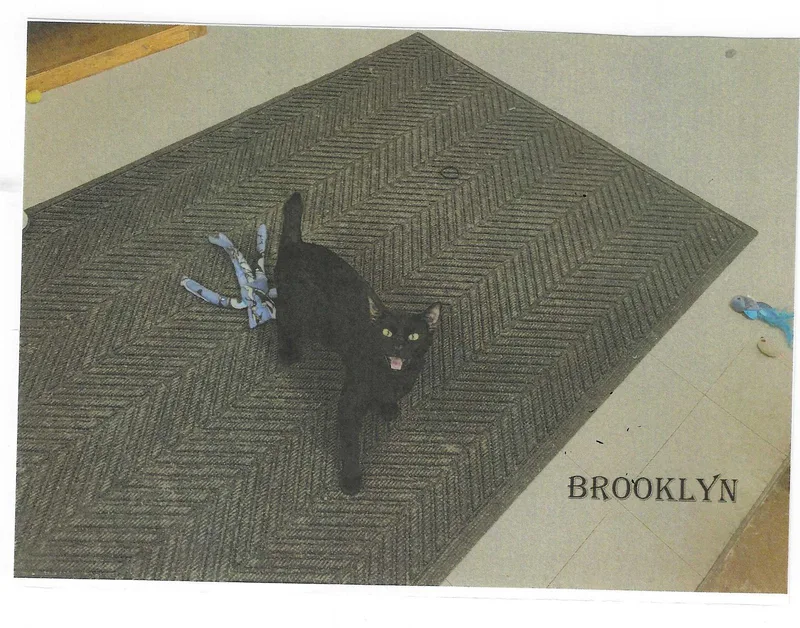 Brooklyn thumbnail 2